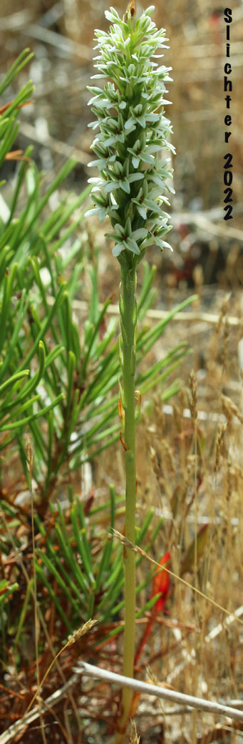 Inflorescence of Elegant Rein Orchid, Elegant Piperia, Hillside Rein Orchid, Long-spurred Rein Orchid: Platanthera elegans (Synonyms: Habenaria elegans, Habenaria greenei, Habenaria unalascensis var. elata, Piperia elegans, Piperia elegans ssp. elegans, Piperia maritima, Piperia multiflora)