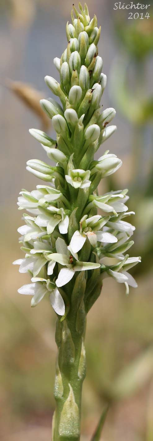 Close-up of the inflorescence of Elegant Rein Orchid, Elegant Piperia, Hillside Rein Orchid, Long-spurred Rein Orchid: Platanthera elegans (Synonyms: Habenaria elegans, Habenaria greenei, Habenaria unalascensis var. elata, Piperia elegans, Piperia elegans ssp. elegans, Piperia maritima, Piperia multiflora)