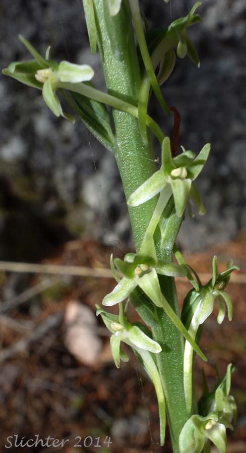 Dense Orchid, Denseflower Rein Orchid, Dense-flower Rein Orchid, Green-flowered Piperia: Platanthera elongata (Synonyms: Habenaria unalascensis ssp. elata, Habenaria unalascensis var. elata, Piperia elegans var. elata, Piperia elongata)