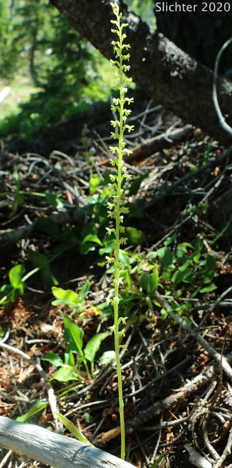 Alaska Rein Orchid, Short-spurred Orchid, Short-spurred Piperia, Slender-spire Orchid: Platanthera unalascensis (Synonyms: Habenaria schischmareffiana, Habenaria unalascensis, Piperia unalascensis, Platanthera foetida, Spiranthes unalascensis)