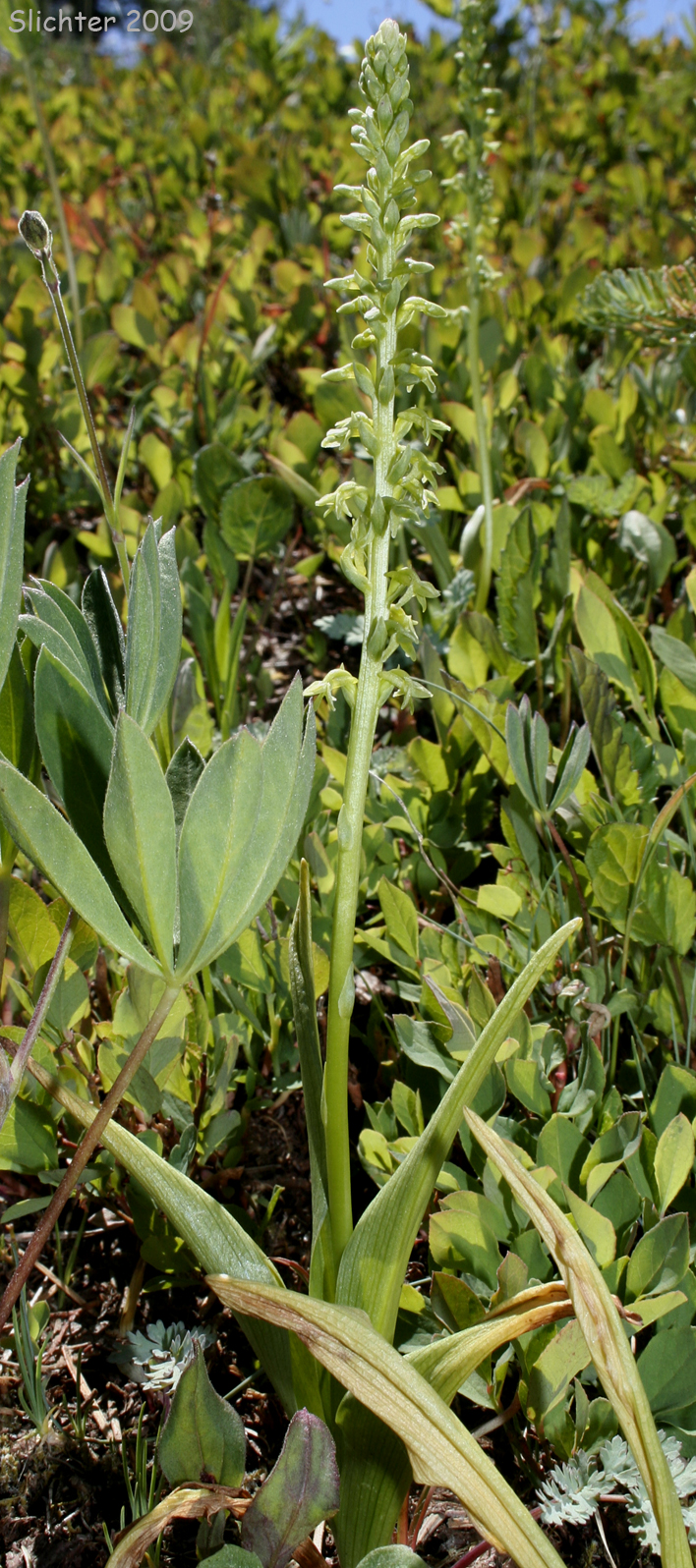 Alaska Rein Orchid, Short-spurred Orchid, Short-spurred Piperia, Slender-spire Orchid: Platanthera unalascensis (Synonyms: Habenaria schischmareffiana, Habenaria unalascensis, Piperia unalascensis, Platanthera foetida, Spiranthes unalascensis)