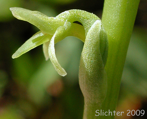 Alaska Rein Orchid, Short-spurred Orchid, Short-spurred Piperia, Slender-spire Orchid: Platanthera unalascensis (Synonyms: Habenaria schischmareffiana, Habenaria unalascensis, Piperia unalascensis, Platanthera foetida, Spiranthes unalascensis)