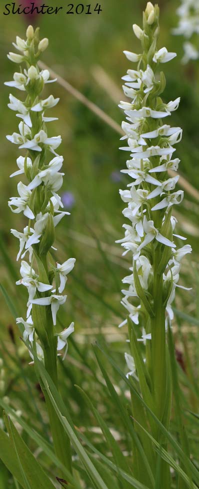 Dilated Bog Orchid, Scentbottle, Scent Bottle Orchid, White Bog Orchid: Platanthera dilatata var. dilatata (Synonyms: Habenaria dilatata, Habenaria dilatata var. angustifolia, Habenaria dilatata var. dilatata, Limnorchis dilatata)