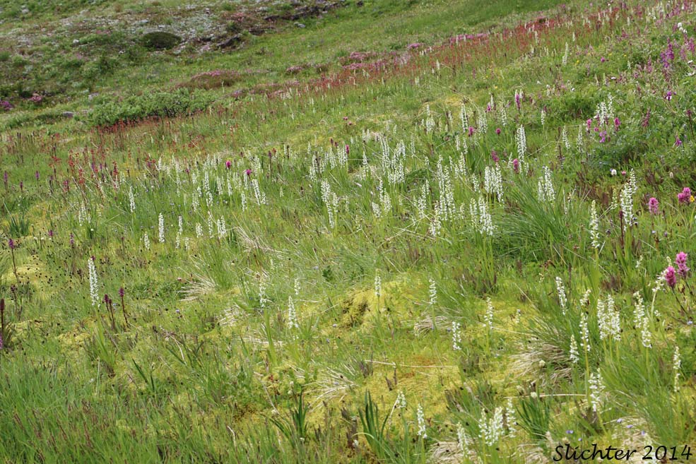Habitat of Dilated Bog Orchid, Scentbottle, Scent Bottle Orchid, White Bog Orchid: Platanthera dilatata var. dilatata (Synonyms: Habenaria dilatata, Habenaria dilatata var. angustifolia, Habenaria dilatata var. dilatata, Limnorchis dilatata)
