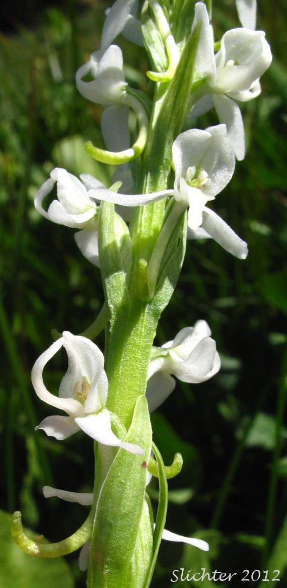 Close-up of the flowers of Boreal Bog-orchid, Leafy White Orchis, Long-spurred Bog Orchid, Sierra Rein Orchid, White Bog Orchid: Platanthera dilatata var. leucostachys (Synonyms: Habenaria dilatata var. leuchostachys, Habenaria leucostachys, Limnorchis graminifolia, Limnorchis leucostachys, Limnorchis leucostachys var. leucostachys, Limnorchis leucostachys var. robusta, Platanthera leucostachys)