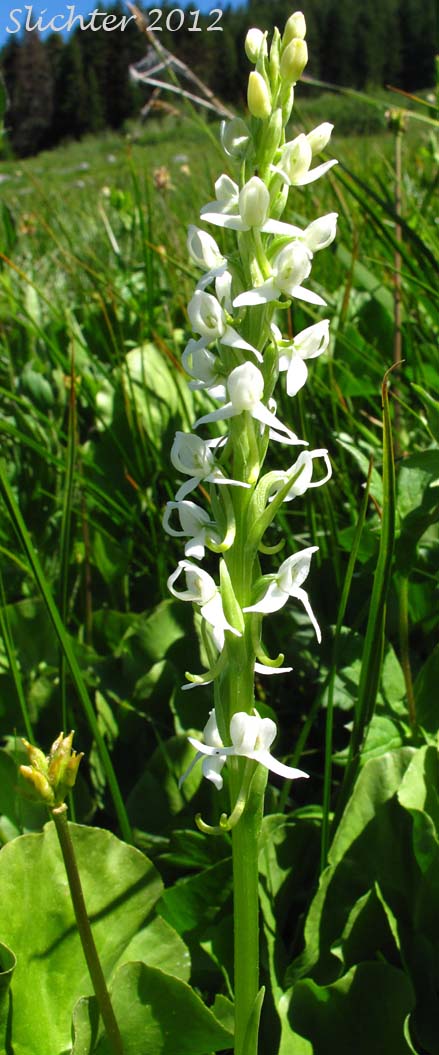 Boreal Bog-orchid, Leafy White Orchis, Long-spurred Bog Orchid, Sierra Rein Orchid, White Bog Orchid: Platanthera dilatata var. leucostachys (Synonyms: Habenaria dilatata var. leuchostachys, Habenaria leucostachys, Limnorchis graminifolia, Limnorchis leucostachys, Limnorchis leucostachys var. leucostachys, Limnorchis leucostachys var. robusta, Platanthera leucostachys)