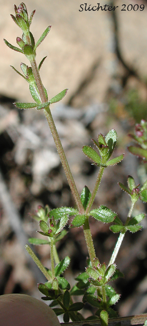 Bolander's Bedstraw: Galium bolanderi (Synonym: Galium pubens)