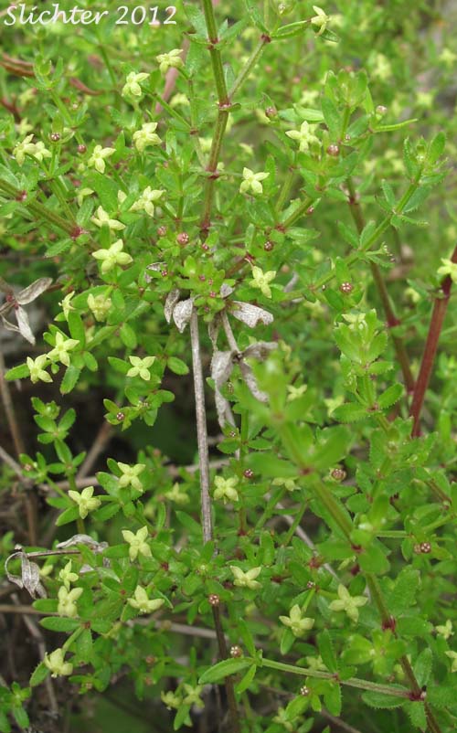 Bolander's Bedstraw: Galium bolanderi (Synonym: Galium pubens)