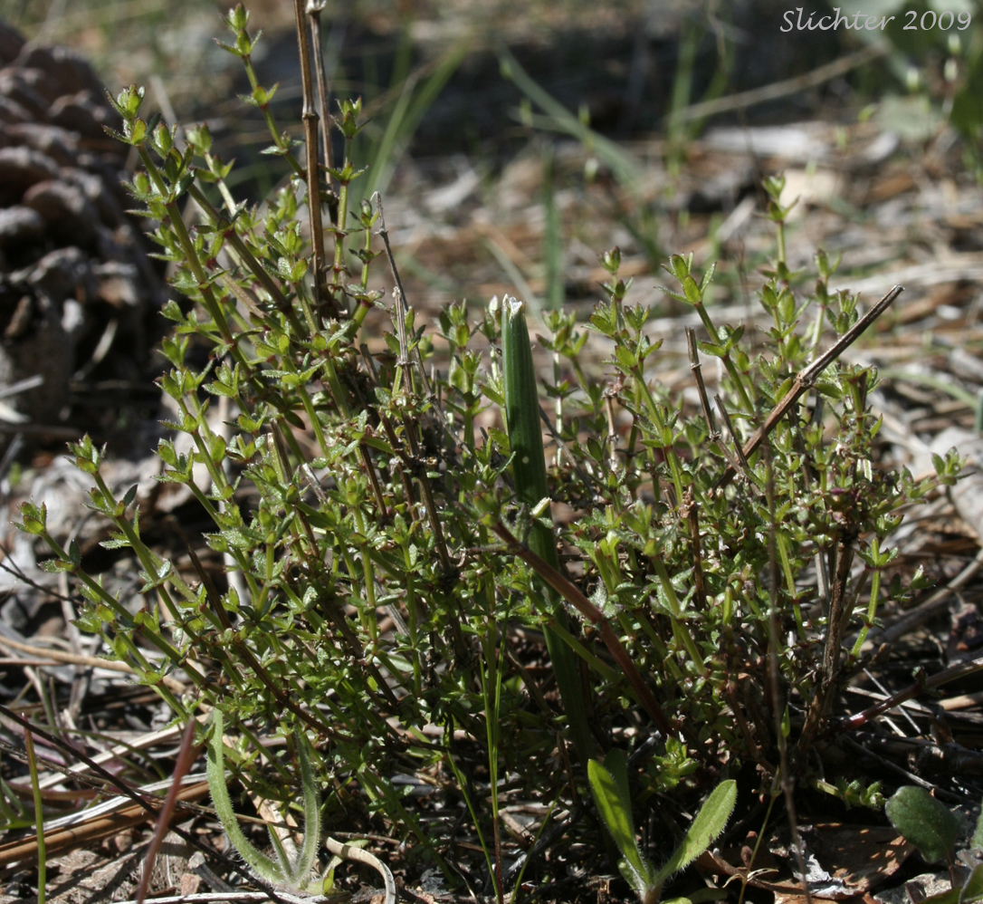 Climbing Bedstraw: Galium porrigens var. porrigens