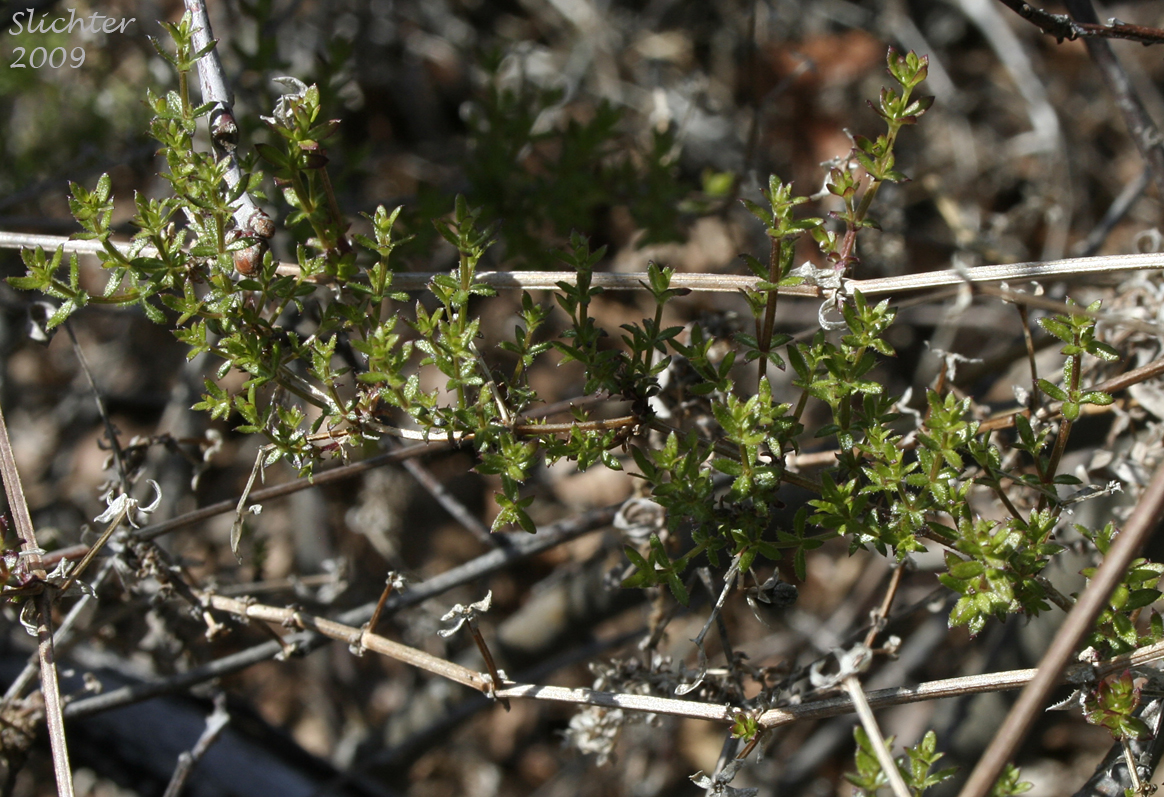 Climbing Bedstraw: Galium porrigens var. porrigens