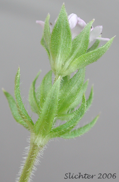 Blue Fieldmadder, Blue Field-madder, Herb Sherard, Spurwort: Sherardia arvensis