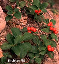 Bunchberry, Western Bunchberry, Dwarf Cornel: Cornus unalaschkensis (Synonym: Cornus canadensis)