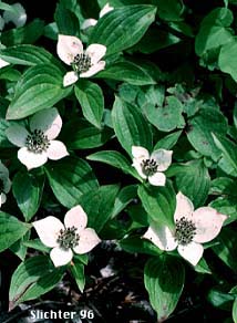Bunchberry, Western Bunchberry, Dwarf Cornel: Cornus unalaschensis (Synonym: Cornus canadensis)