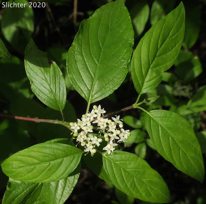 Creek Dogwood, Western Red Osier, Red Osier Dogwood, Redosier Dogwood: Cornus sericea (Synonyms: Cornus occidentalis, Cornus sericea ssp. occidentalis, Cornus sericea ssp. sericea, Cornus stolonifera, Cornus stolonifera var. occidentalis, Cornus x californica)