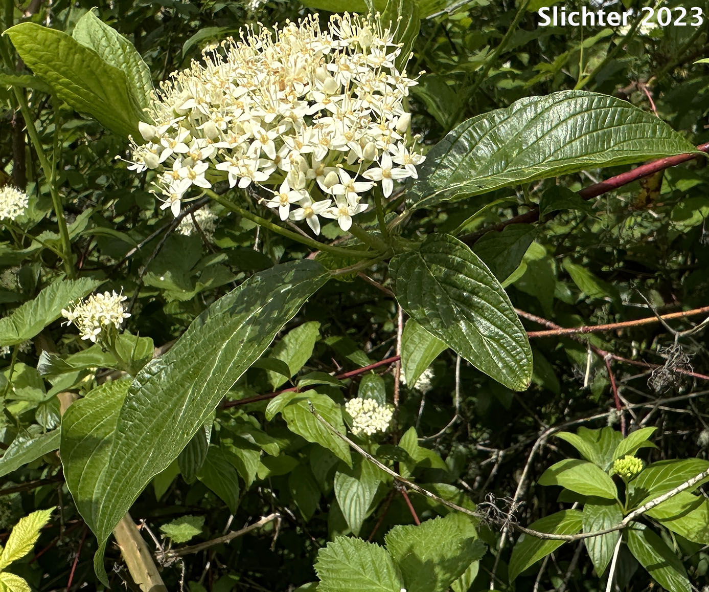 Creek Dogwood, Western Red Osier, Red Osier Dogwood, Redosier Dogwood: Cornus sericea (Synonyms: Cornus occidentalis, Cornus sericea ssp. occidentalis, Cornus sericea ssp. sericea, Cornus stolonifera, Cornus stolonifera var. occidentalis, Cornus x californica)