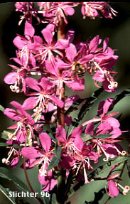 Fireweed: Chamaenerion angustifolium var. canescens (Synonyms: Chamerion angustifolium, Chamerion angustifolium ssp. circumvagum, Chamerion angustifolium var. canescens, Epilobium angustifolium, Epilobium angustifolium ssp. circumvagum)