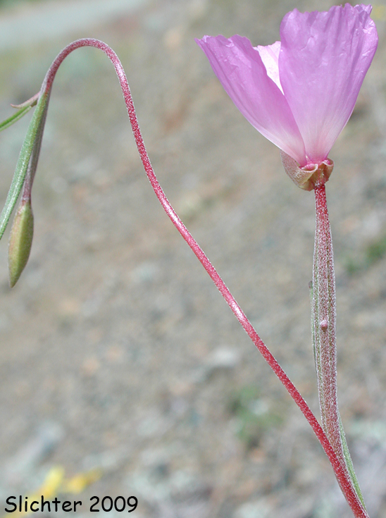 Slender Godetia, Slender Clarkia: Clarkia gracilis ssp. gracilis (Synonyms: Godetia amoena var. concolor, Godetia amoena var. gracilis)