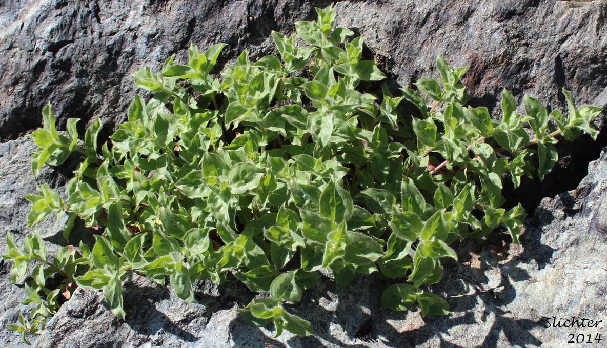 Leaves of California Fire Chalice,Californica Fushia, California Fuschsia, Hummingbird Trumpet, Mountain California Fuschia, Zauschneria: Epilobium canum ssp. latifolium (Synonyms: Epilobium canum var. latifolium, Zauschneria californica ssp. latifolia, Zauschneria latifolia, Zauschneria latifolia latifolia var. arizonica, Zauschneria latifolia var. latifolia)