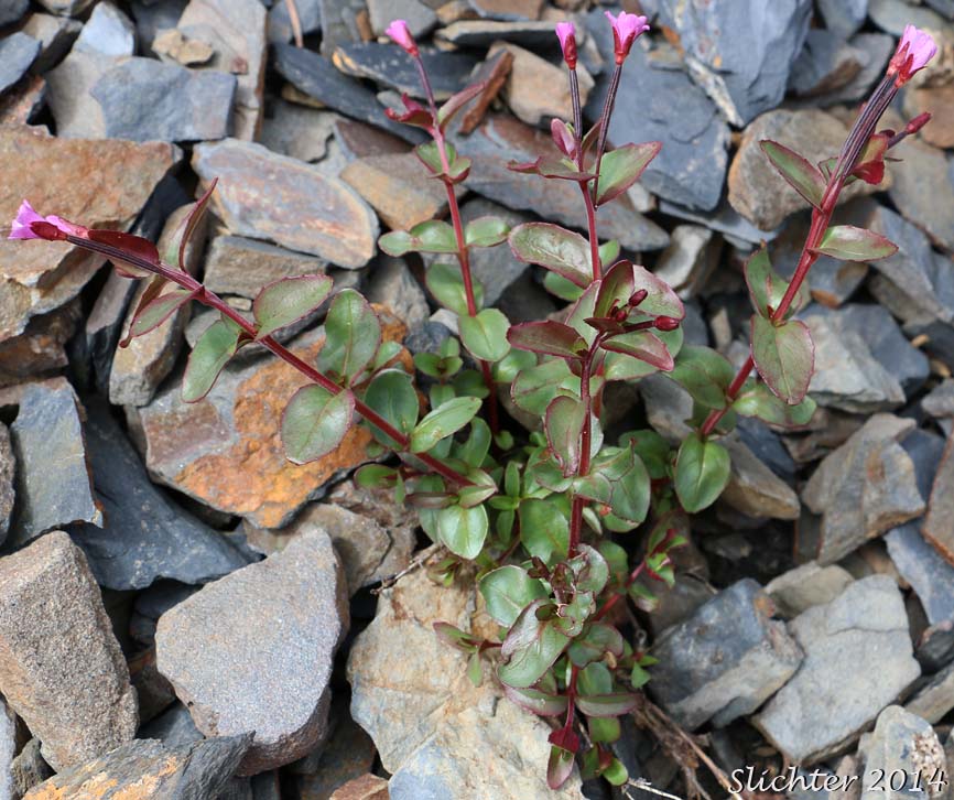 Club-fruited Willowherb, Talus Willowherb: Epilobium clavatum (Synonyms: Epilobium alpinum, Epilobium alpinum var. albiflorum, Epilobium alpinum var. clavatum)