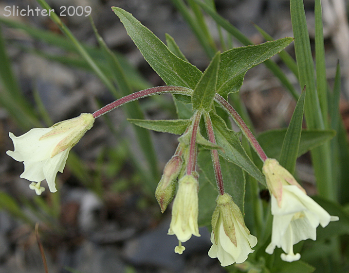 Yellow Willowherb: Epilobium luteum