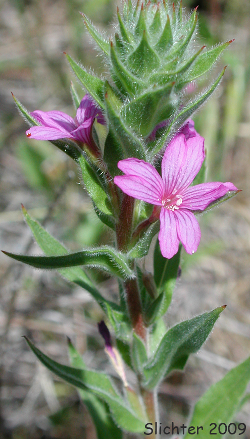 Stiff Spikeprimrose, Torrey's Epilobium, Torrey's Willowherb, Brook Willowherb: Epilobium torreyi (Synonym: Boisduvalia stricta)