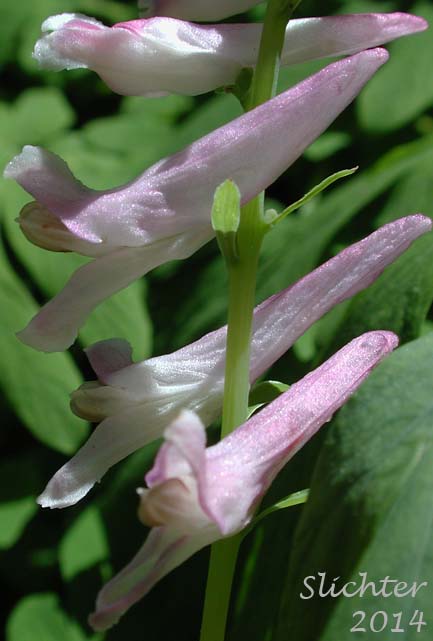 Close-up of the inflorescence of Western Corydalis, Scouler's Corydalis, Scouler's Fumewort: Corydalis scouleri