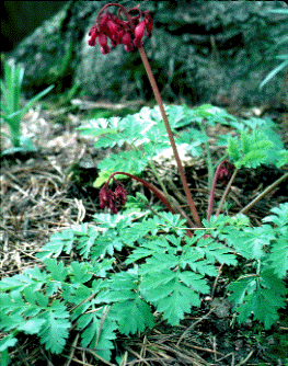 Bleeding Heart, Pacific Bleeding Heart: Dicentra formosa ssp. formosa (Synonyms: Dicentra formosa var. breviflora, Dicentra formosa var. brevifolia, Dicentra formosa var. formosa)
