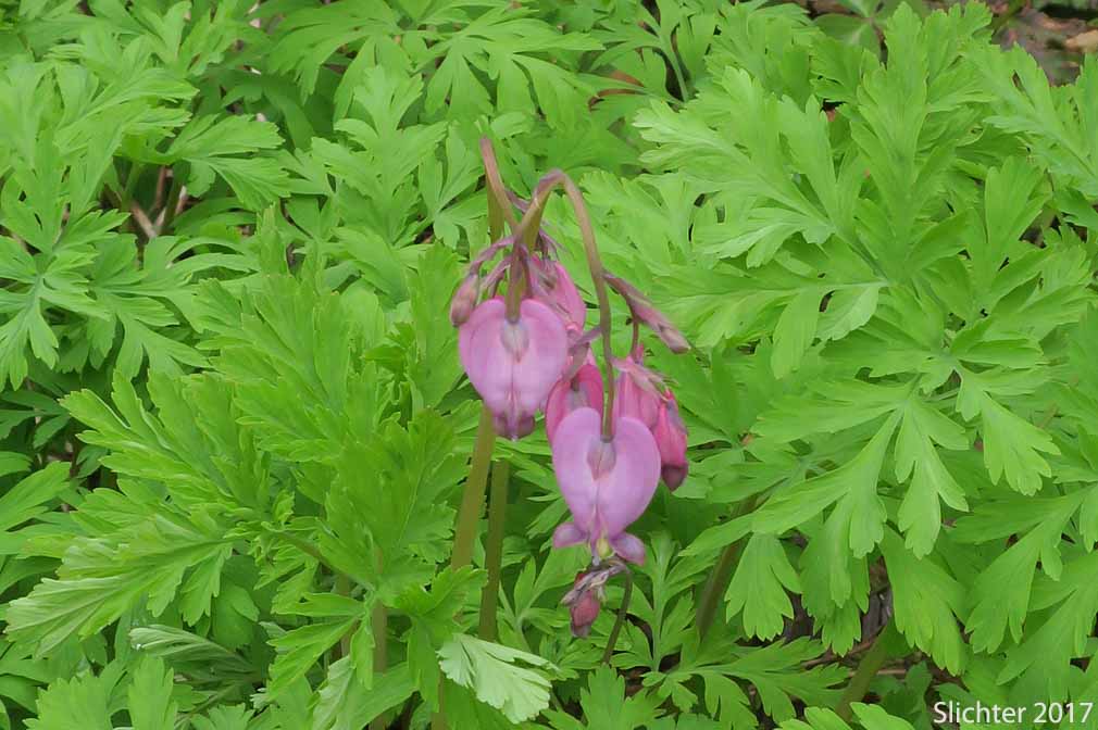 Bleeding Heart, Pacific Bleeding Heart: Dicentra formosa ssp. formosa (Synonyms: Dicentra formosa var. breviflora, Dicentra formosa var. brevifolia, Dicentra formosa var. formosa)