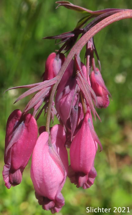 Bleeding Heart, Pacific Bleeding Heart: Dicentra formosa ssp. formosa (Synonyms: Dicentra formosa var. breviflora, Dicentra formosa var. brevifolia, Dicentra formosa var. formosa)