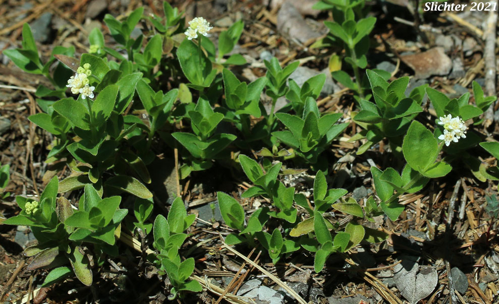 Common Whipplea, Modesty, Yerba de Selva, Whipplevine: Whipplea modesta