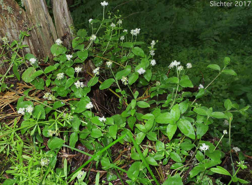 Common Whipplea, Modesty, Yerba de Selva, Whipplevine: Whipplea modesta