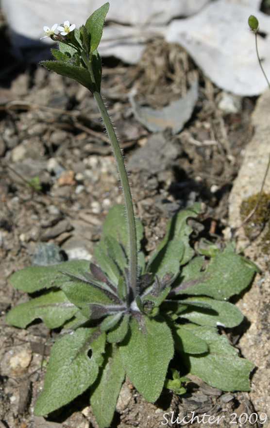 Common Wall Cress, Mouse-ear Cress, Thalecress: Arabidopsis thaliana