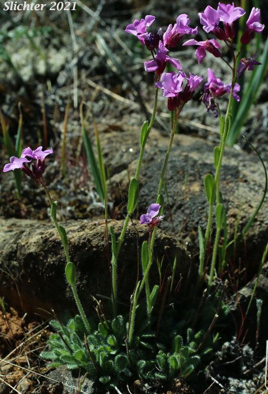 Waldo Rockcress: Arabis aculeolata
