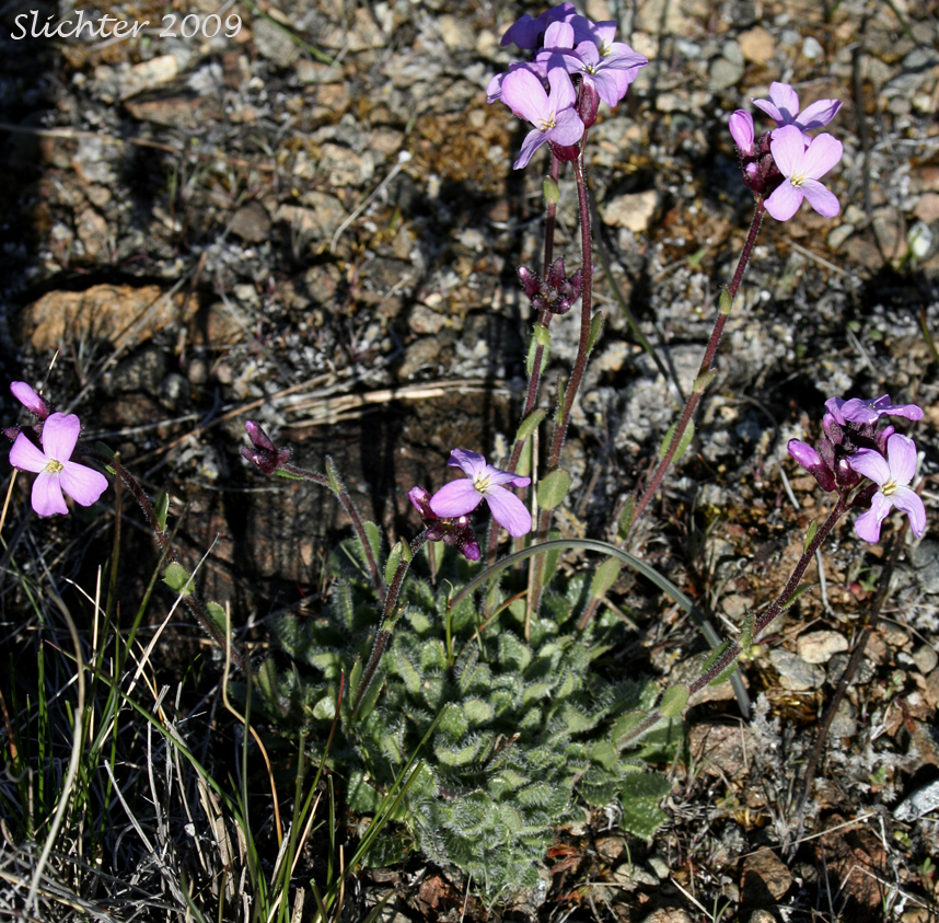 Waldo Rockcress: Arabis aculeolata