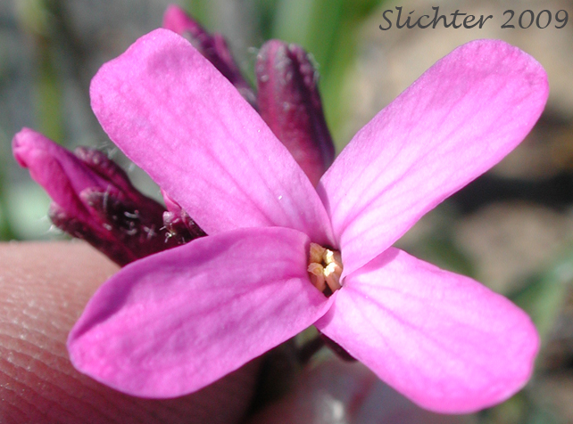 Flower of Waldo Rockcress: Arabis aculeolata