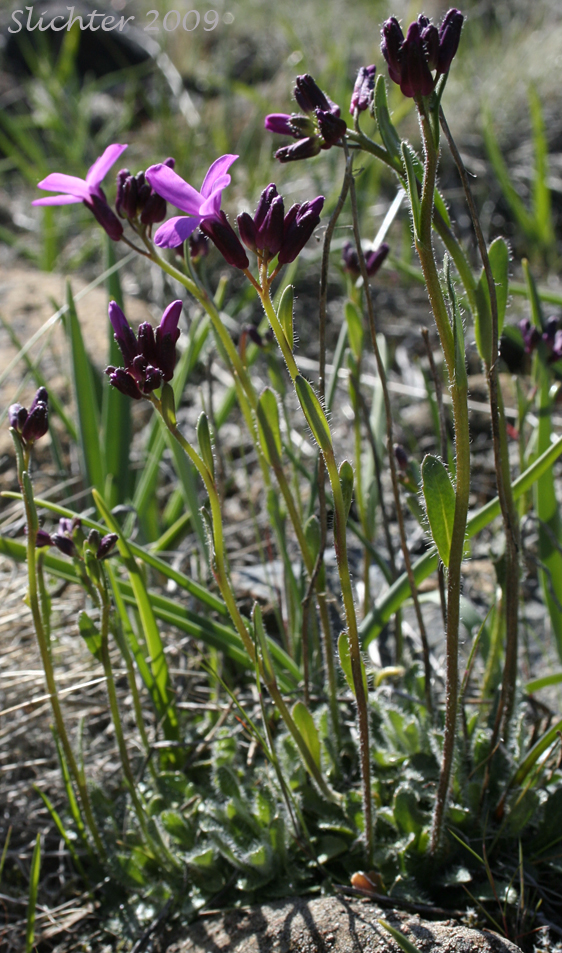 Waldo Rockcress: Arabis aculeolata