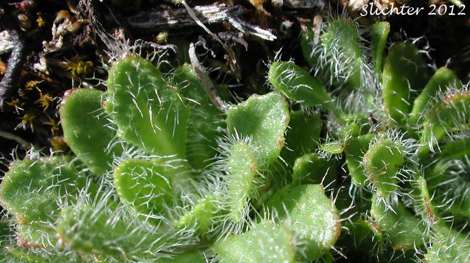 Basal leaves of Waldo Rockcress: Arabis aculeolata