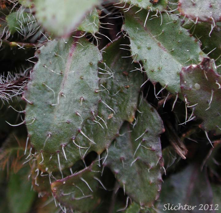 Basal leaves of Waldo Rockcress: Arabis aculeolata