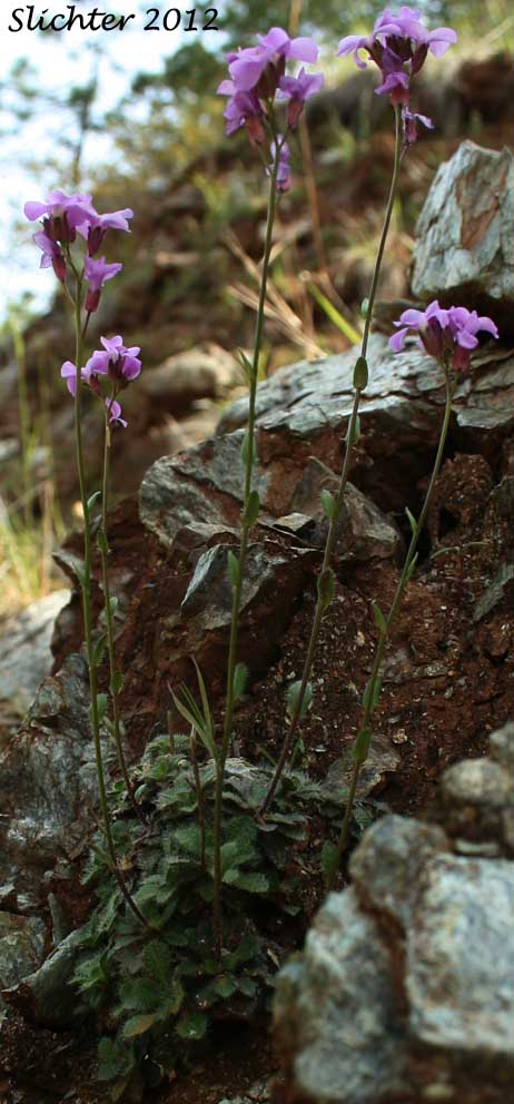 Waldo Rockcress: Arabis aculeolata