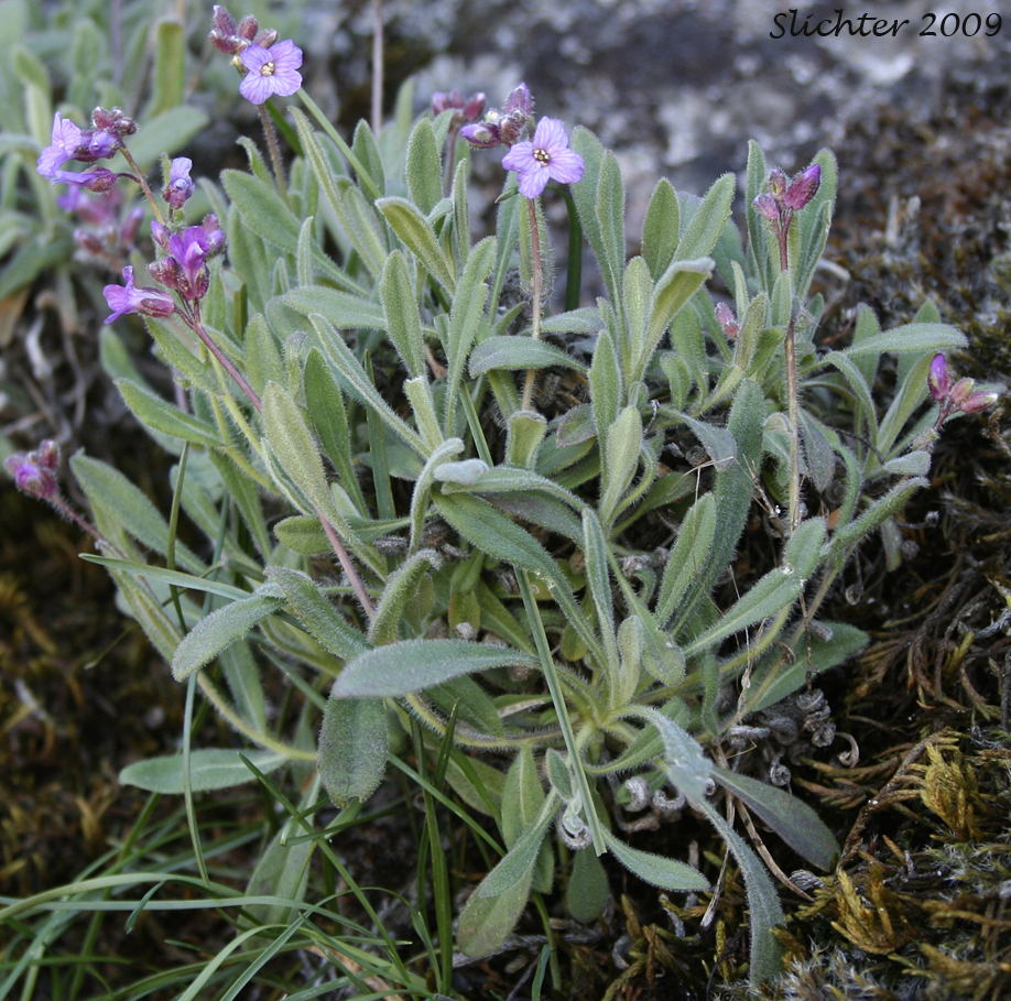 Brewer's Rockcress: Boechera breweri ssp. breweri (Synonym: Arabis breweri var. breweri)