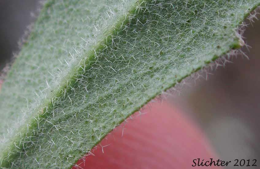 Hairs on lower leaf surface of Brewer's Rockcress: Boechera breweri ssp. breweri (Synonym: Arabis breweri var. breweri)