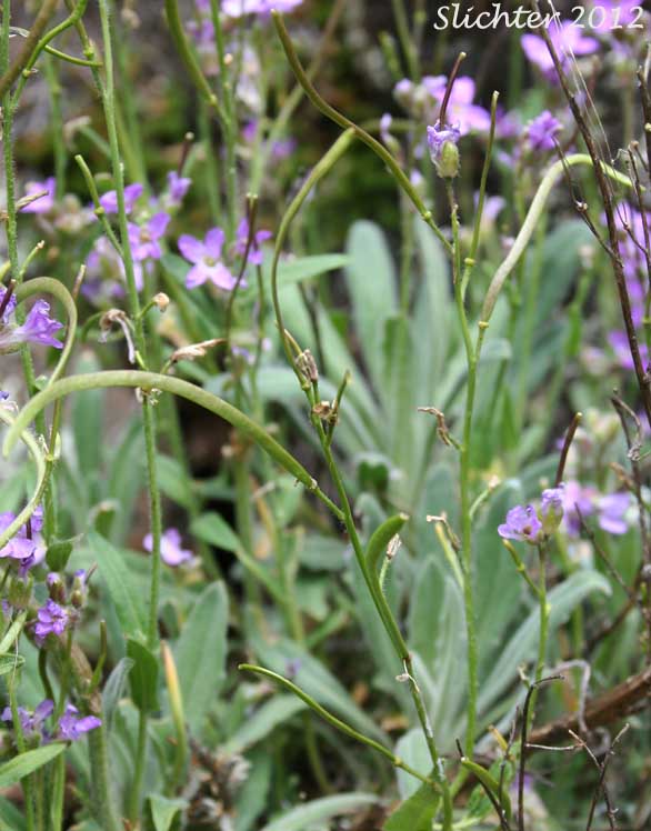 Brewer's Rockcress: Boechera breweri ssp. breweri (Synonym: Arabis breweri var. breweri)