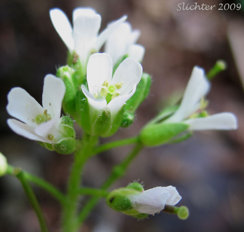 Inflorescence of Eschscholtz's Hairy Rockcress, Pacific Coast Rockcress: Arabis eschscholtziana (Synonym: Arabis hirsuta var. eschscholtziana in Washington)