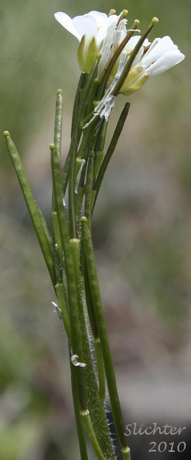 Flowers and developing fruits of Eschscholtz's Hairy Rockcress, Pacific Coast Rockcress: Arabis eschscholtziana (Synonyms: Arabis hirsuta, Arabis hirsuta var. eschscholtziana, Arabis hirsuta var. glabrata)