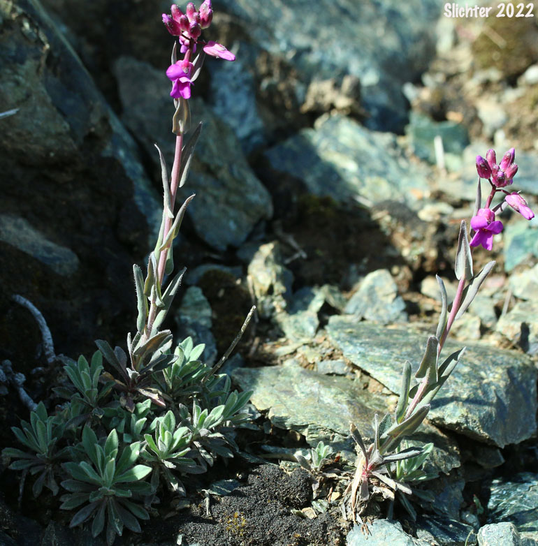 Koehler's Stipitate Rockcress, Shrubby Rockcress: Arabis koehleri (Synonyms: Arabis koehleri, Arabis koehleri var. koehleri, Arabis koehleri var. stipitata)