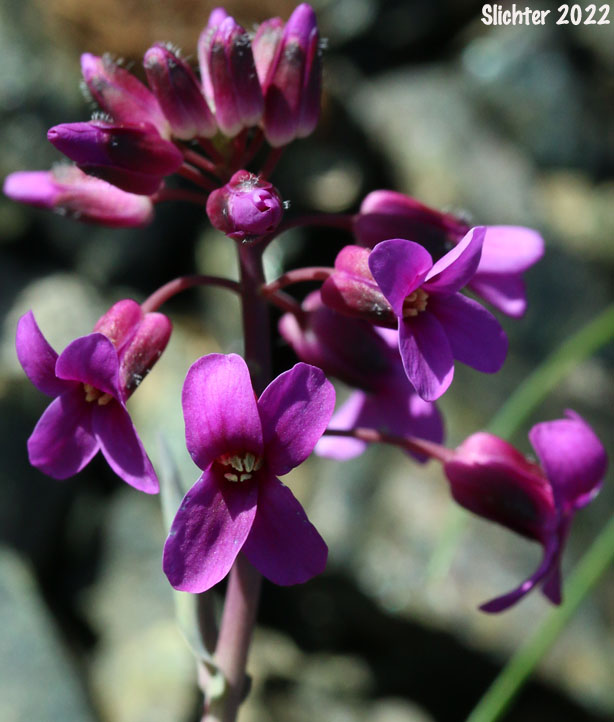 Koehler's Stipitate Rockcress, Shrubby Rockcress: Arabis koehleri (Synonyms: Arabis koehleri, Arabis koehleri var. koehleri, Arabis koehleri var. stipitata)