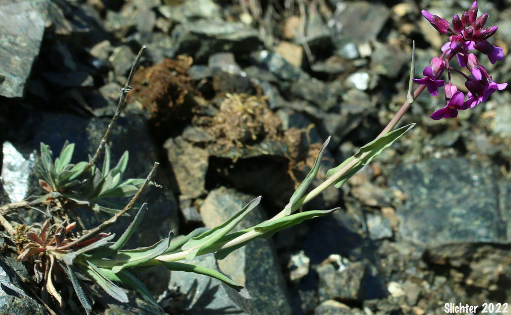 Koehler's Stipitate Rockcress, Shrubby Rockcress: Arabis koehleri (Synonyms: Arabis koehleri, Arabis koehleri var. koehleri, Arabis koehleri var. stipitata)