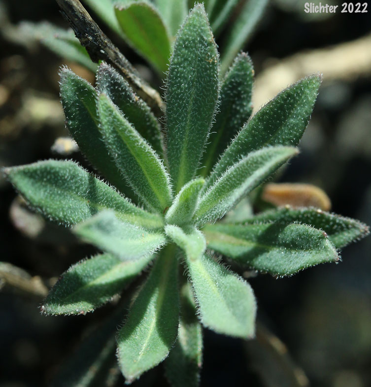 Koehler's Stipitate Rockcress, Shrubby Rockcress: Arabis koehleri (Synonyms: Arabis koehleri, Arabis koehleri var. koehleri, Arabis koehleri var. stipitata)