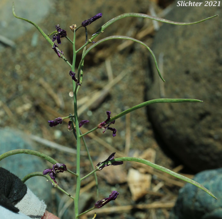 Koehler's Stipitate Rockcress: Arabis koehleri var. stipitata
