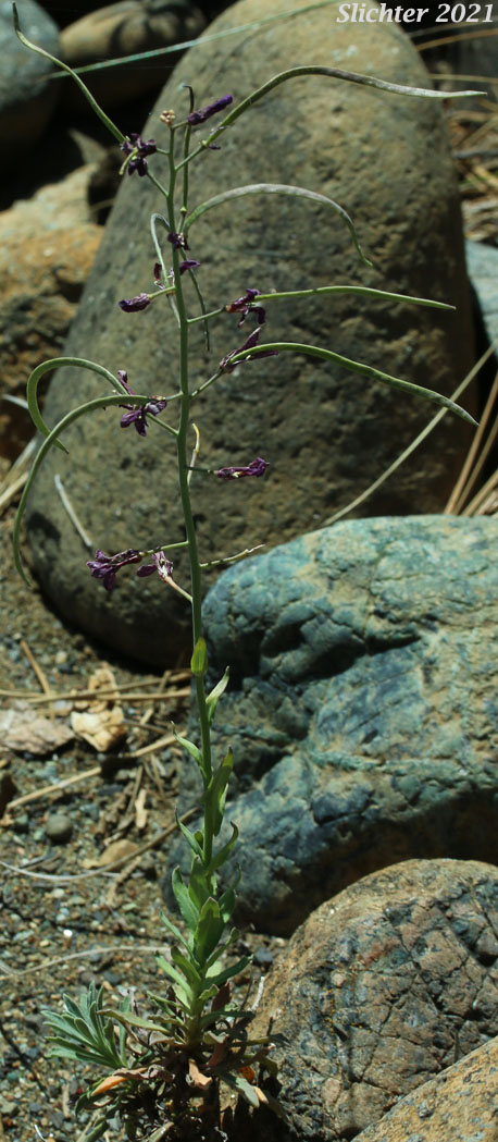 Koehler's Stipitate Rockcress: Arabis koehleri var. stipitata